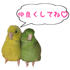 [LINEスタンプ] いやしのマメルリハ