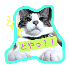 [LINEスタンプ] こたこたこーちゃん