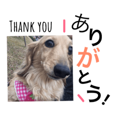 [LINEスタンプ] ここひめいちご