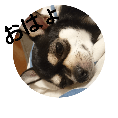 [LINEスタンプ] レオンとあずき