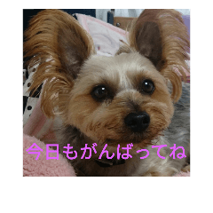 [LINEスタンプ] 幸せワンコレオちゃん