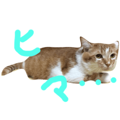 [LINEスタンプ] ニャンコすたんぷ