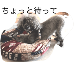 [LINEスタンプ] 犬言葉