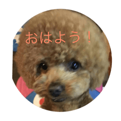 [LINEスタンプ] 犬の日常会話！