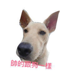 [LINEスタンプ] ooxxdog