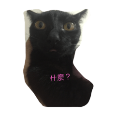 [LINEスタンプ] kitty hi