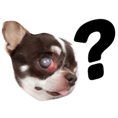 [LINEスタンプ] Amigo dog