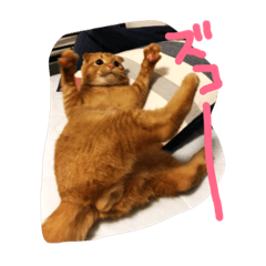 [LINEスタンプ] たまちゃん（基礎編）