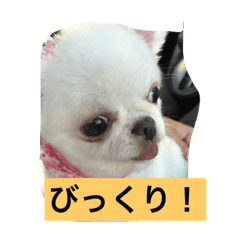 [LINEスタンプ] チワワがもしかしたらこう言ってるかも