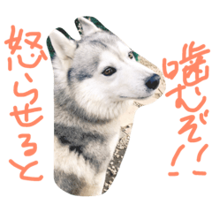 [LINEスタンプ] FUJIMOTO'S DOGS