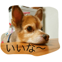 [LINEスタンプ] ビックチワワ