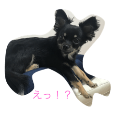 [LINEスタンプ] チワワ ブラックタン