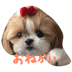 [LINEスタンプ] シーズーまめこ