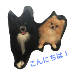 [LINEスタンプ] 空と風太の1日