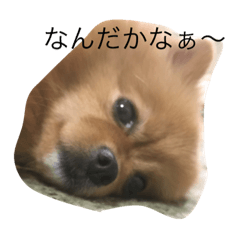 [LINEスタンプ] ポメスタ