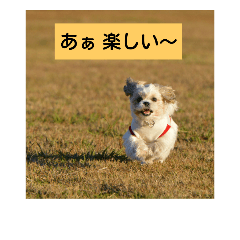 [LINEスタンプ] シーズー犬ココの日常