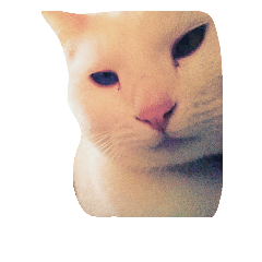 [LINEスタンプ] 猫の日常です。