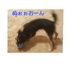 [LINEスタンプ] くーちゃん写真スタンプ
