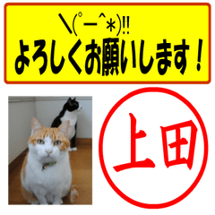 [LINEスタンプ] はんこだポン上田様用、顔文字と猫写真付の画像（メイン）