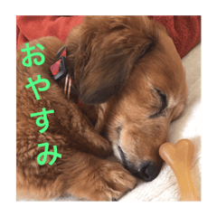 [LINEスタンプ] ミニチュアダックススタンプ〜日常生活編〜