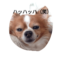 [LINEスタンプ] アミのごあいさつ