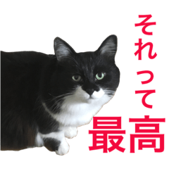 [LINEスタンプ] 長毛白黒猫のくろちゃん