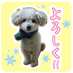 [LINEスタンプ] Toy poodle pattyan