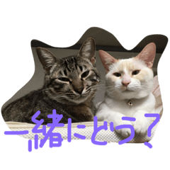 [LINEスタンプ] にゃーん from Sukima