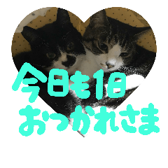 [LINEスタンプ] ネコ達2