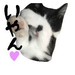 [LINEスタンプ] ネコ達