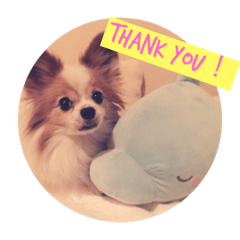 [LINEスタンプ] 犬のスピカ