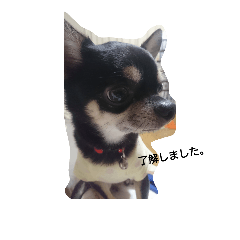 [LINEスタンプ] dog yukihiro 2