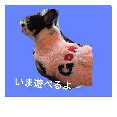 [LINEスタンプ] ごましおチワワ