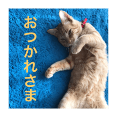 [LINEスタンプ] 茶トラさんのスタンプ2