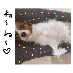 [LINEスタンプ] くらこと♡