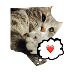 [LINEスタンプ] 我が家の猫スタンプです。