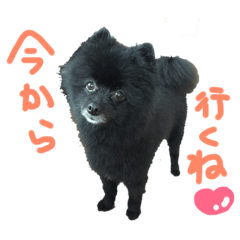 [LINEスタンプ] 黒ポメラニアン エディ君