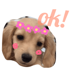 [LINEスタンプ] ミニチュアダックスココちゃんスタンプ2