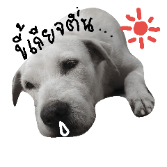 [LINEスタンプ] jimmy and lucky happy dogs