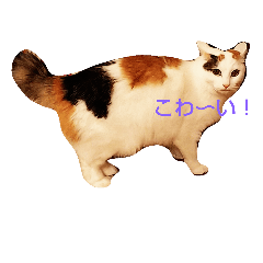 [LINEスタンプ] まりゅりゅスタムプ