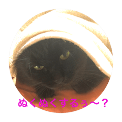 [LINEスタンプ] 猫さんズ