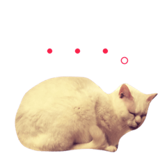 [LINEスタンプ] ぶさかわ猫クロちゃんの写真スタンプ