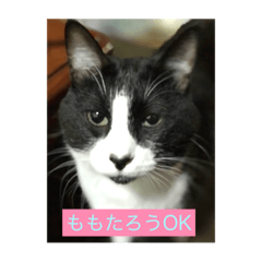 [LINEスタンプ] 我輩は猫のももたろう