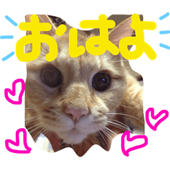 [LINEスタンプ] 我が家の可愛いこちゃん2