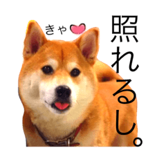 [LINEスタンプ] 柴犬の五郎2