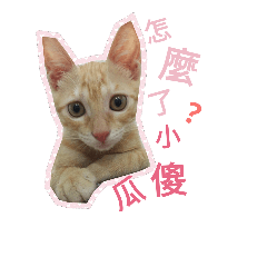 [LINEスタンプ] My cats are  so cute.の画像（メイン）