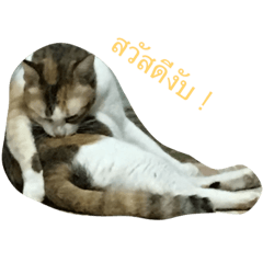 [LINEスタンプ] Nong cat look cute