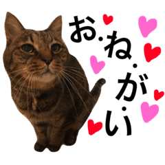 [LINEスタンプ] Hino and Moro's cats and dog4の画像（メイン）