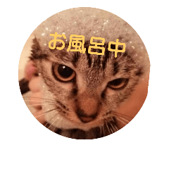 [LINEスタンプ] 猫のりんちゃん