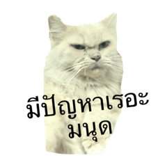 [LINEスタンプ] CAT Hate human 2